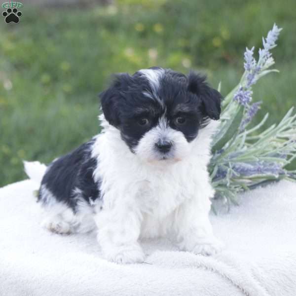 Sasha, Havachon Puppy